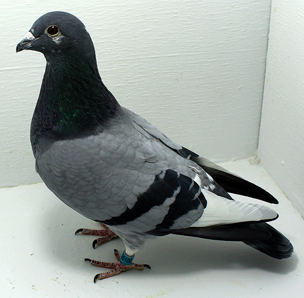 Band: AU 20100 Foys 2025