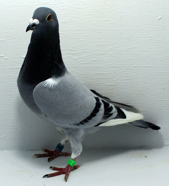 Band: AU 20101 AA 2025