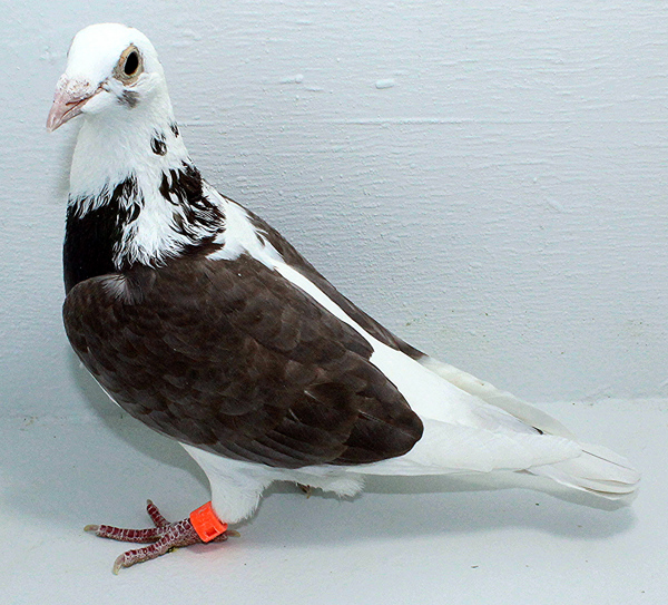 Band: AU 20117 Foys 2025