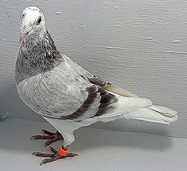 Band: AU 20128 AA 2025