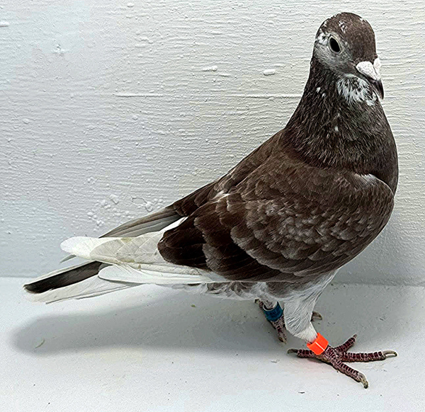 Band: AU 20141 AA 2025