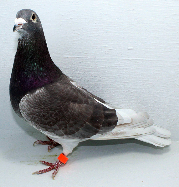 Band: AU 20143 Foys 2025