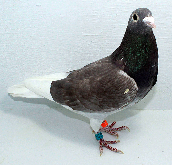 Band: AU 20145 Foys 2025