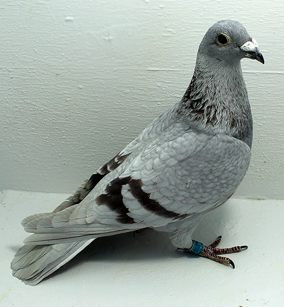 Band: AU 41401 AA 2025