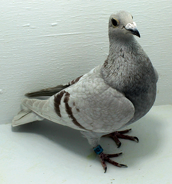 Band: AU 20162 Foys 2025