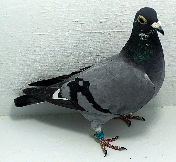 Band: AU 20164 Foys 2025