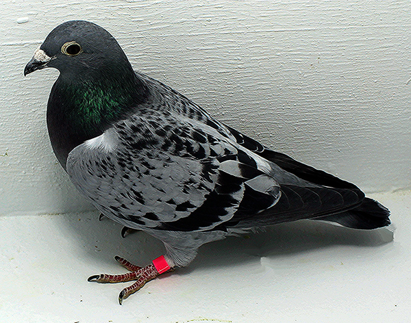 Band: AU 20167 Foys 2025