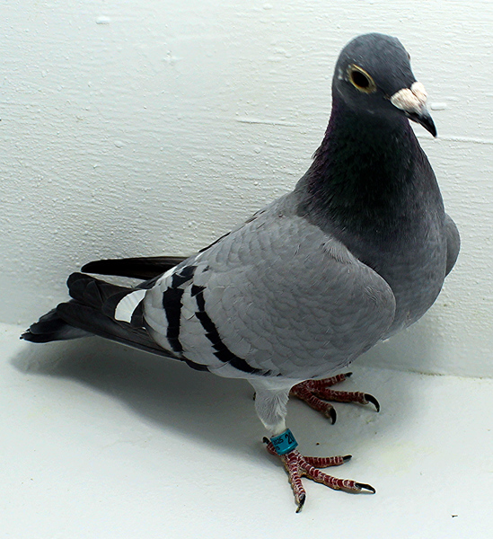 Band: AU 20170 Foys 2025