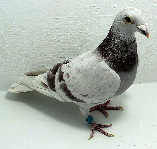 Band: AU 20171 Foys 2025