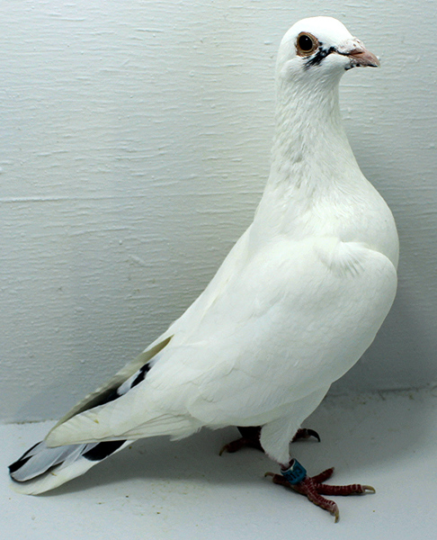 Band: AU 20173 AA 2025