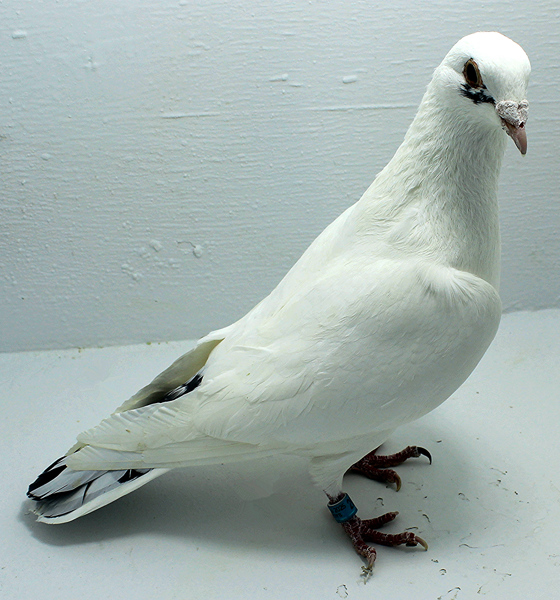 Band: AU 20173 AA 2025