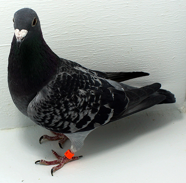 Band: AU 20174 AA Foys