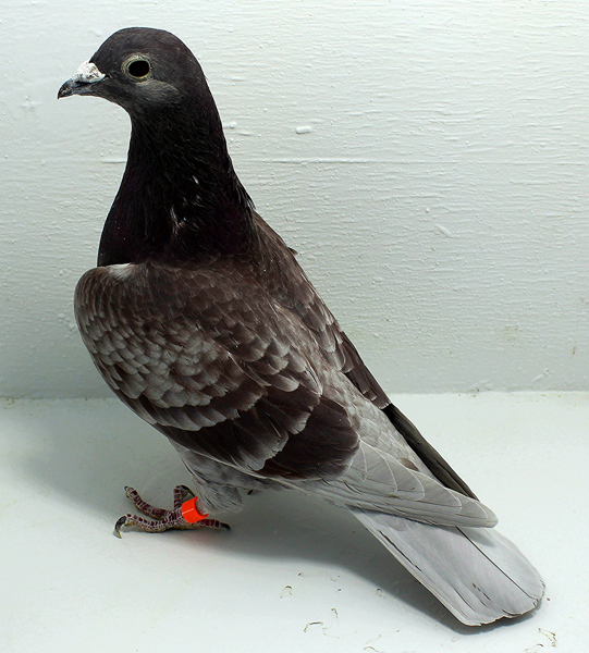 Band: AU 20179 Foys 2025