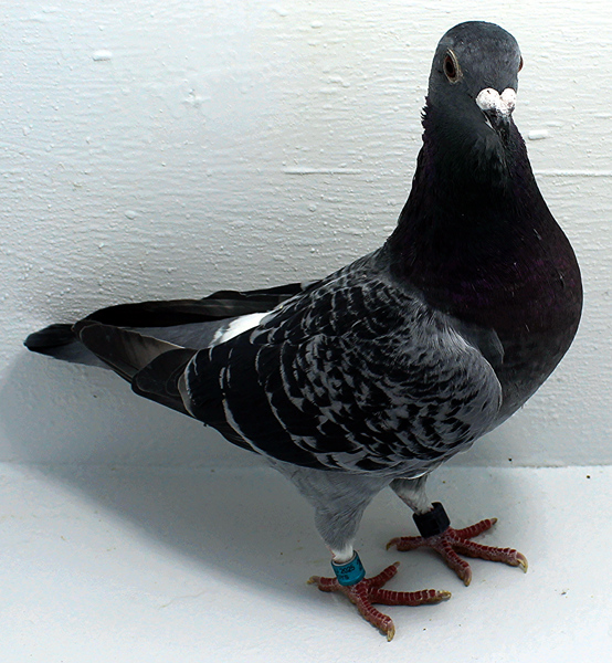 Band: AU 20189 AA 2025