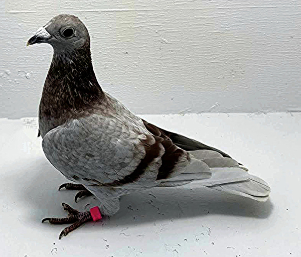 Band: AU 20190 AA 2025