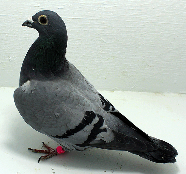 Band: AU 20193 Foys 2025