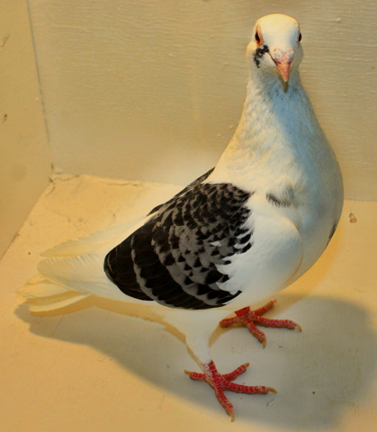The homing pigeons that forget where they live