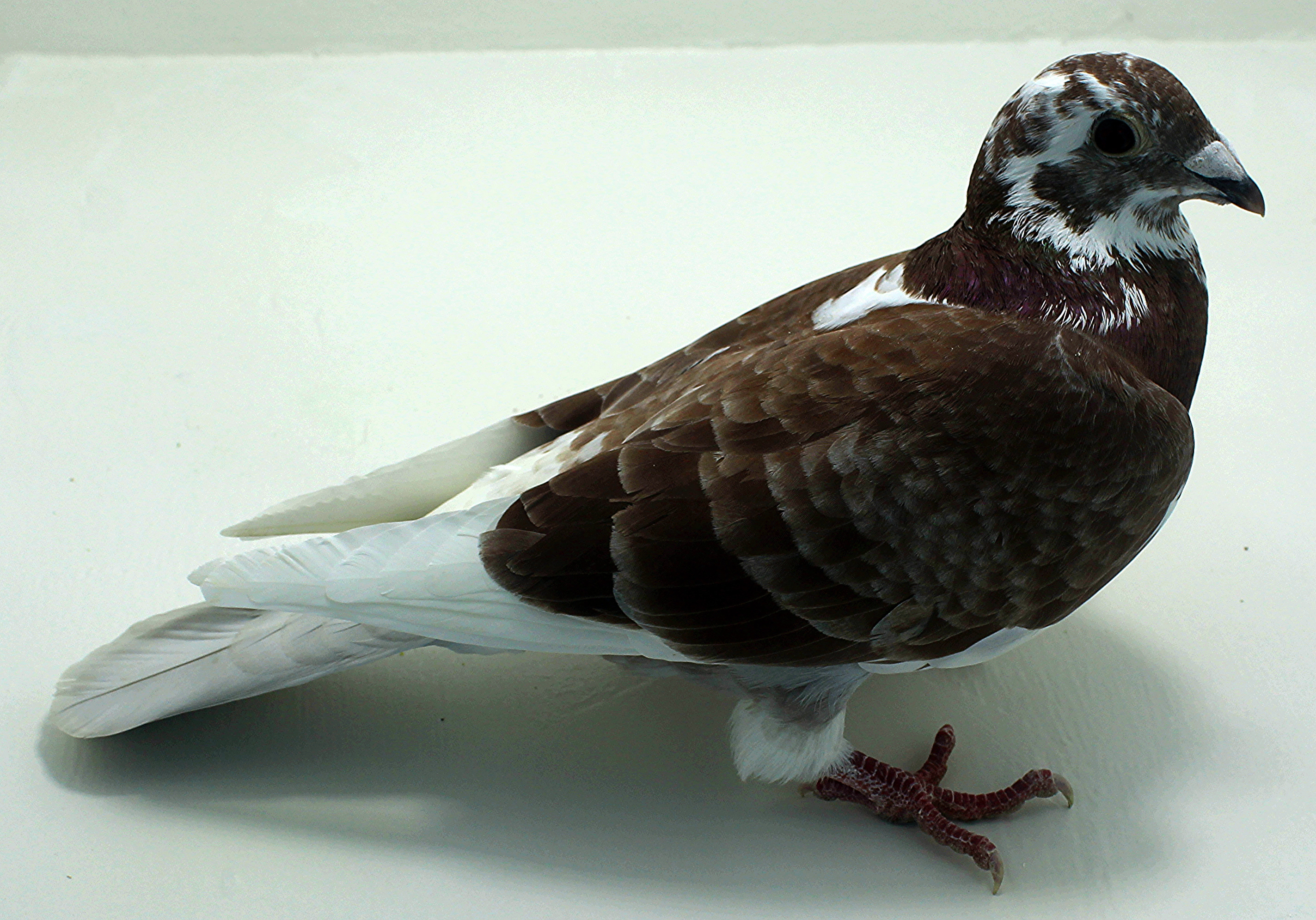 Pigeons For Sale | ClayHaven Farms | Racing Pigeons | Pure