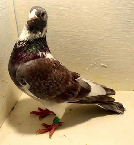 Training a Homing Pigeon