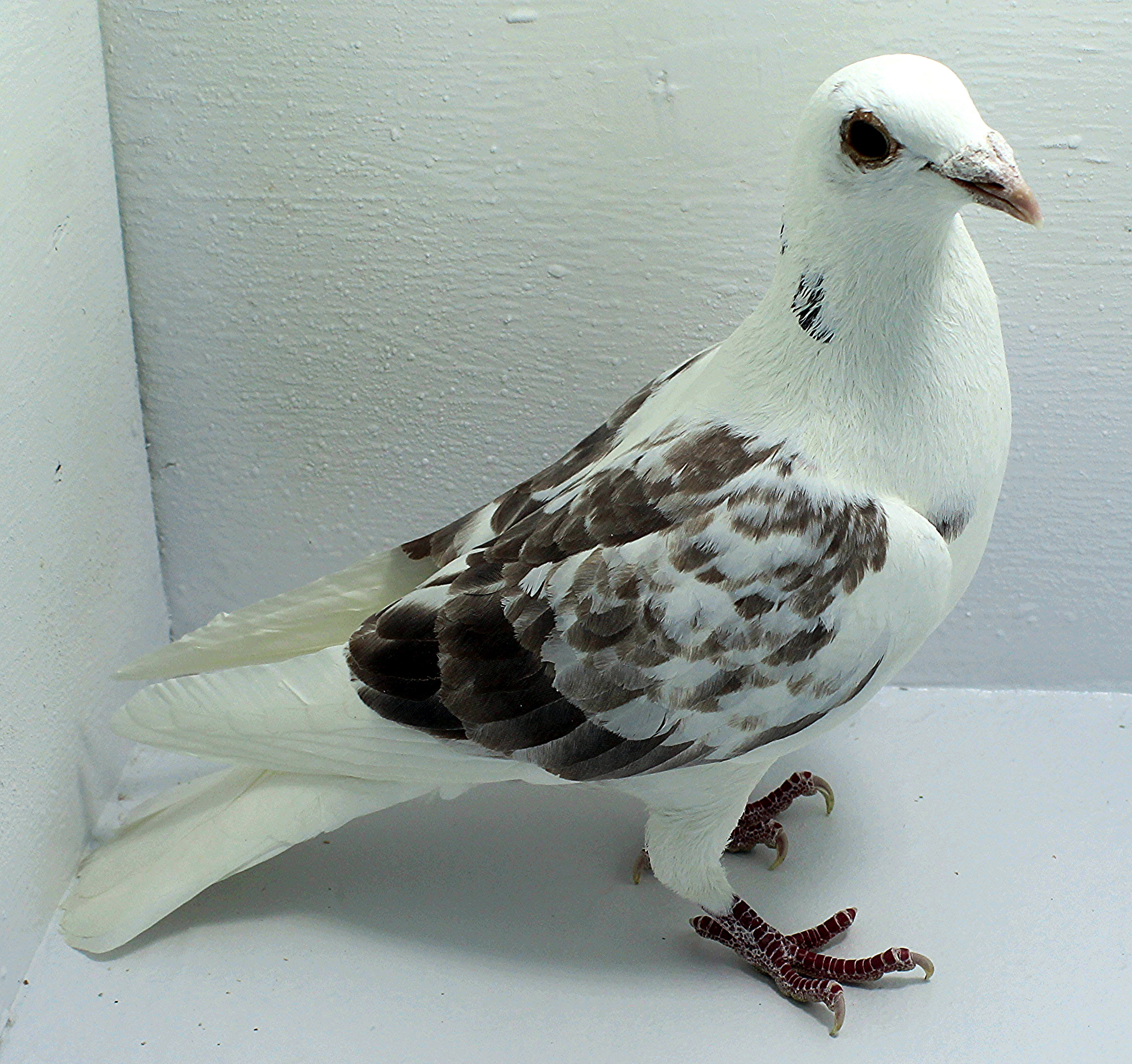 ClayHaven Farms | Racing Pigeons | Pure Paul Sions | Pure Hansennes