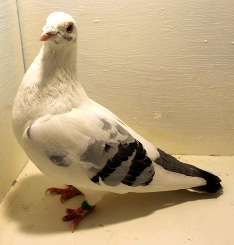 Racing Homer Pigeon