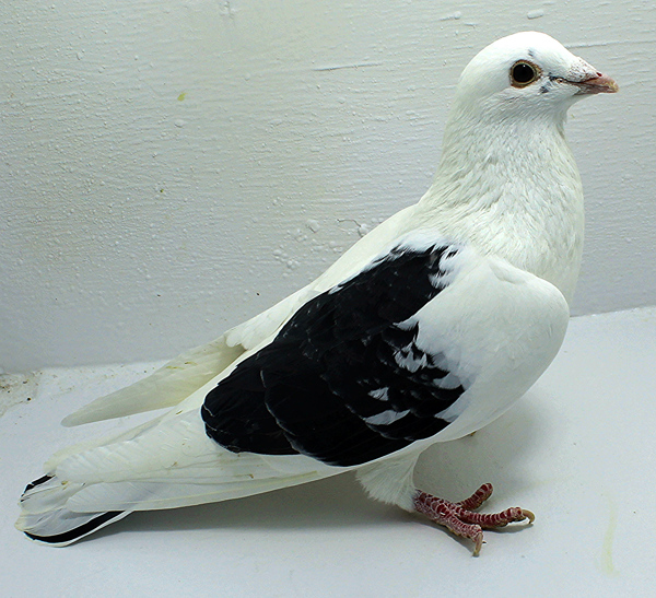 Bastin | ClayHaven Farms | Racing Pigeons | Pure Paul Sions | Pure ...