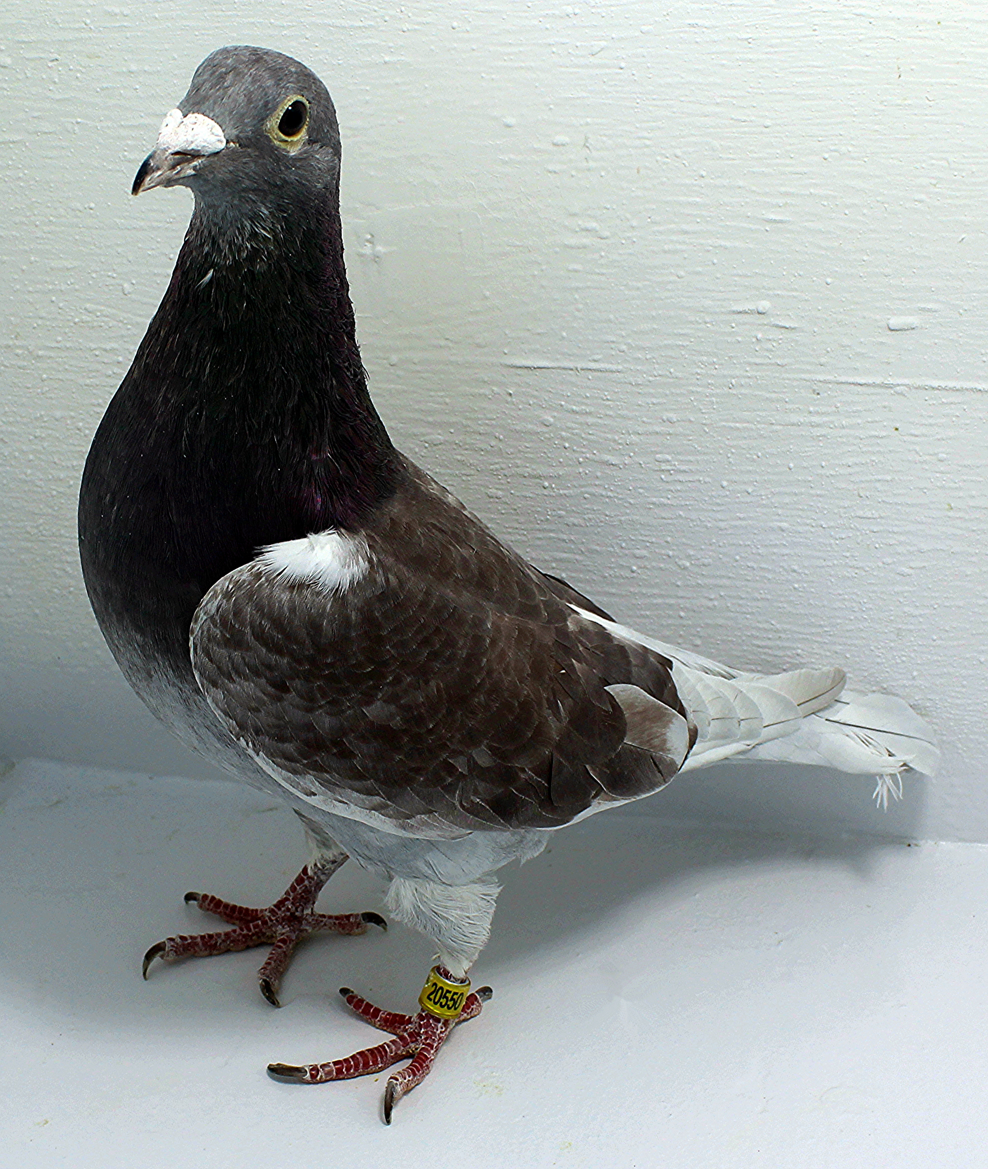 ClayHaven Farms | Racing Pigeons | Pure Paul Sions | Pure Hansennes