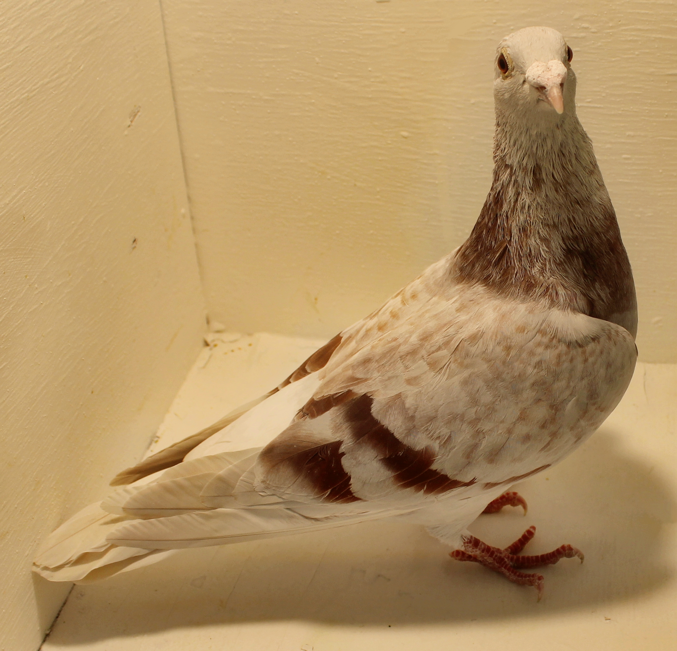 For Sale Breeder Pigeons (2)