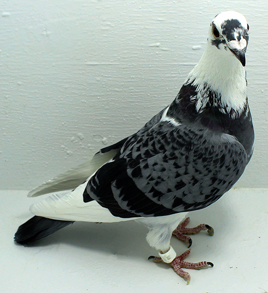 Band: AU 29080 Jedds 2023