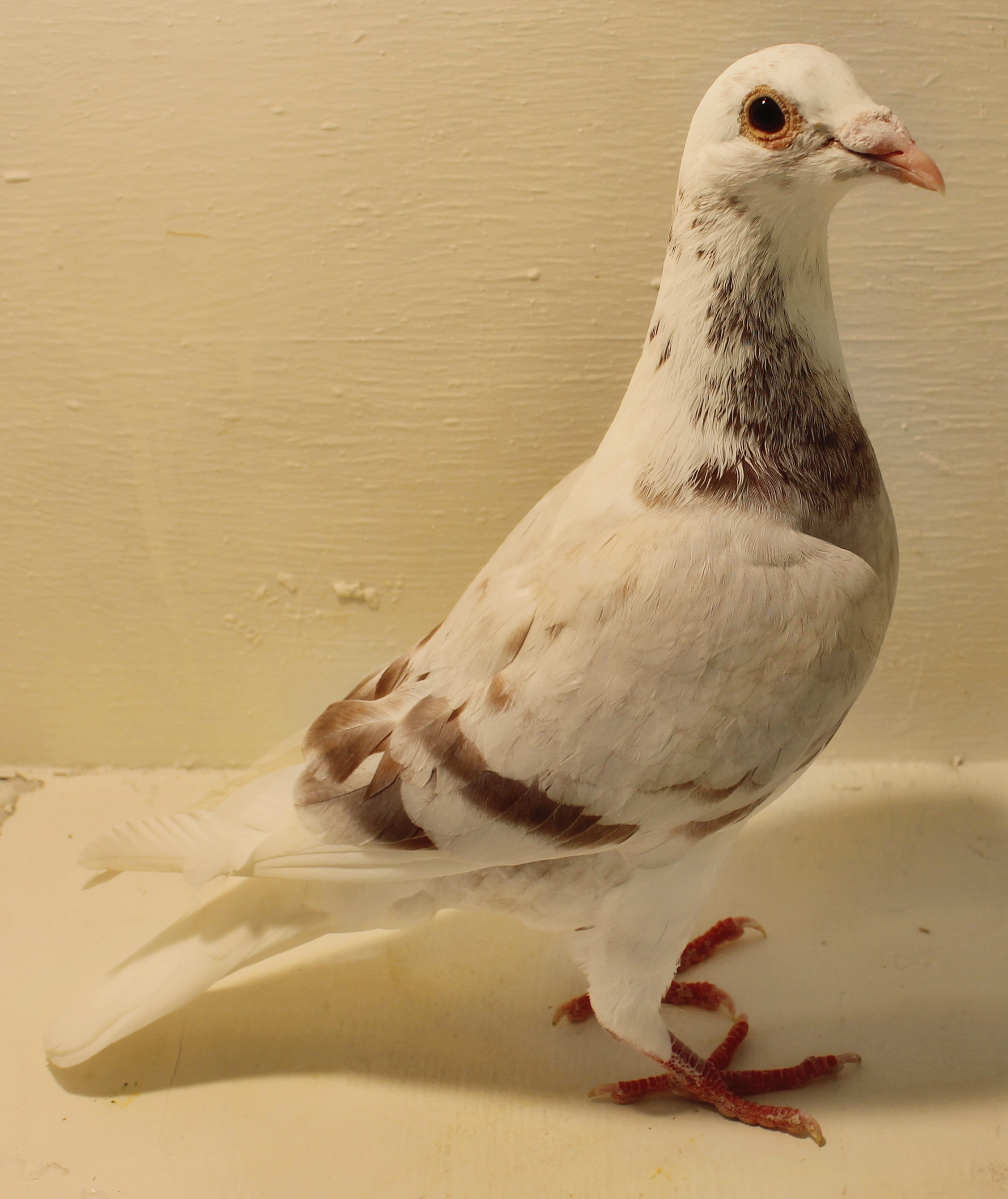 For Sale Breeder Pigeons (1)