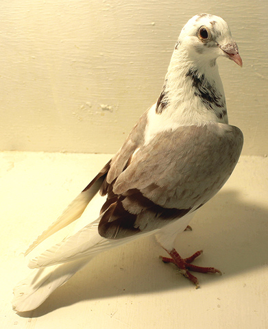 Birds For Sale