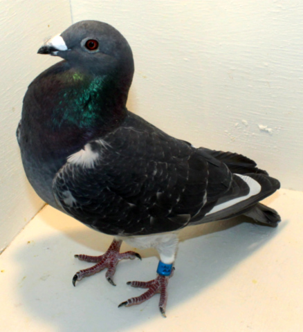 The Winning Bird