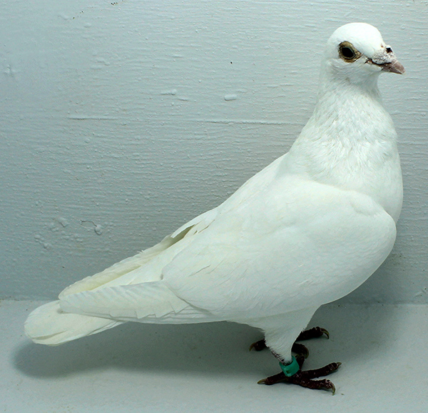 Band: AU 40411 AA 2024