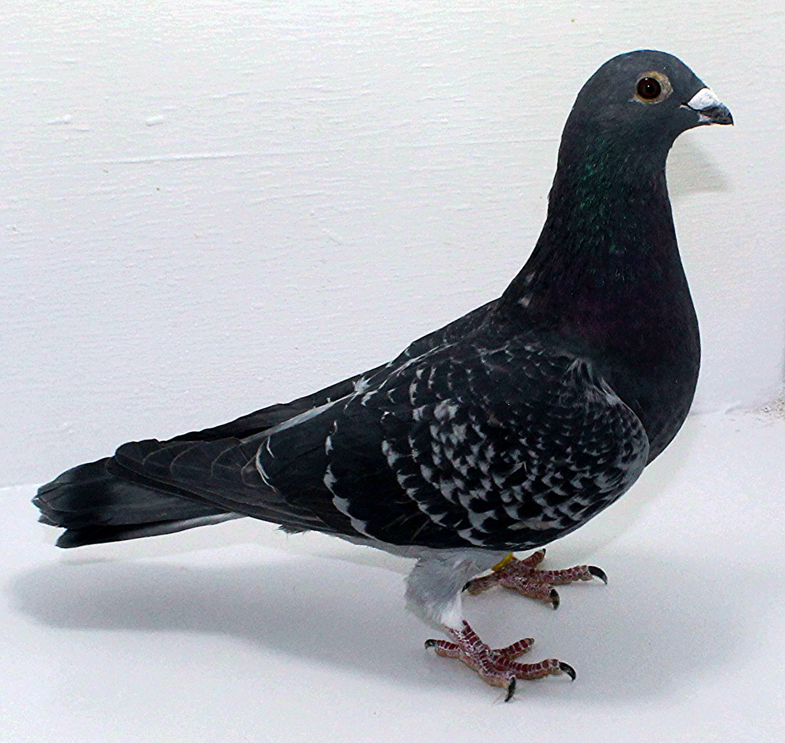 Pigeons For Sale | ClayHaven Farms | Racing Pigeons | Pure