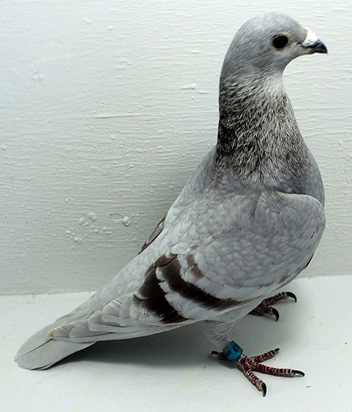 Band: AU 41403 AA 2025