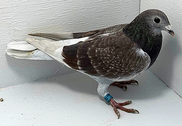 Band: AU 41405 AA 2025 