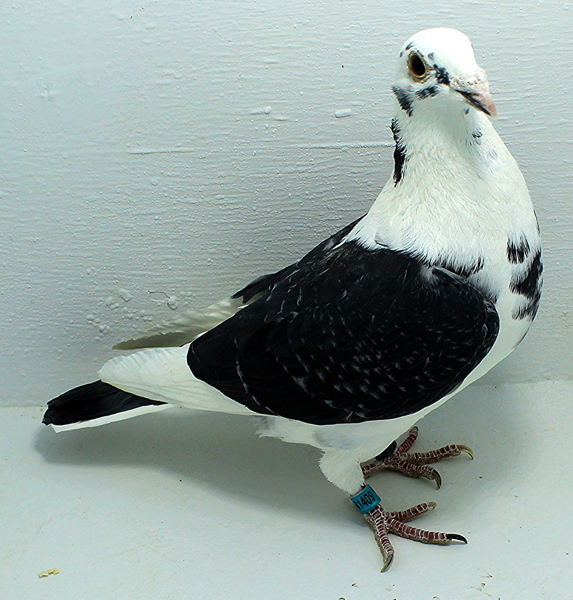 Band: AU 41409 AA 2025