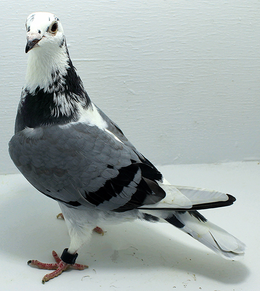 Band: AU 41410 AA 2025