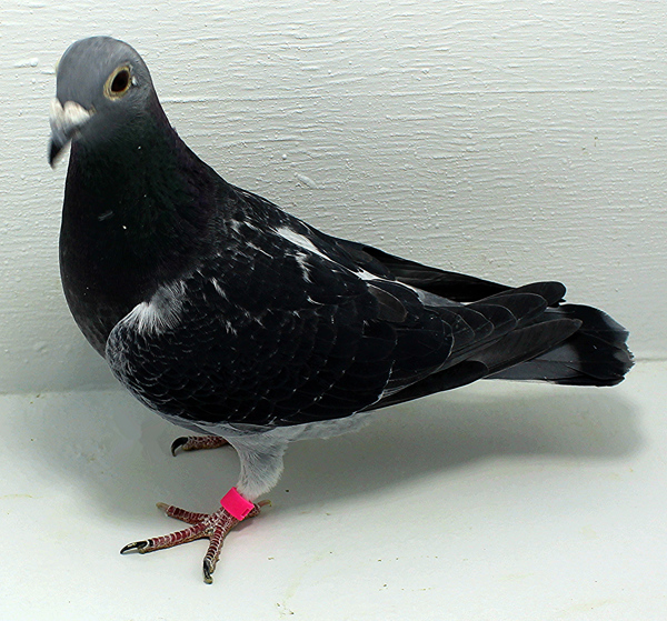 Band: AU 41417 AA 2025