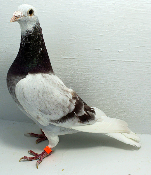 Band: AU 41418 AA 2025