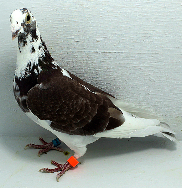 Band: AU 41424 AA 2025