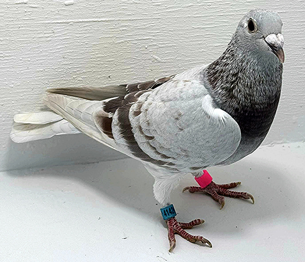 Band: AU 41426 AA 2025