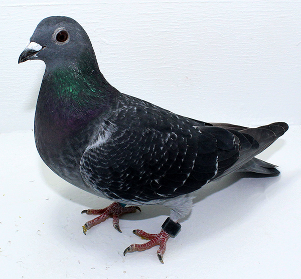 Band: AU 41429 AA 2025