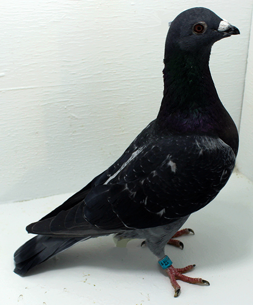 Band: AU 41433 AA 2025