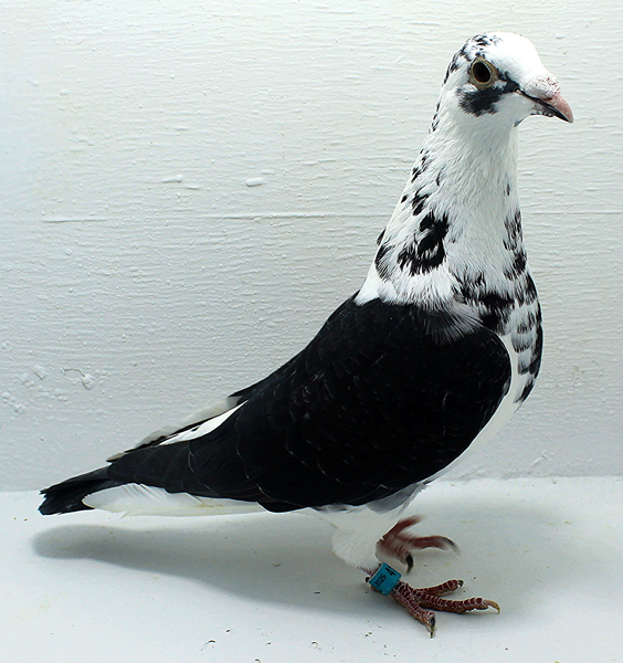 Band: AU 41446 AA 2025