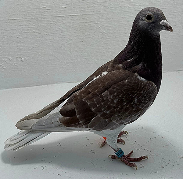 Band: AU 41448 AA 2025