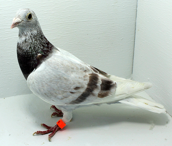 Band: AU 41449 AA 2025