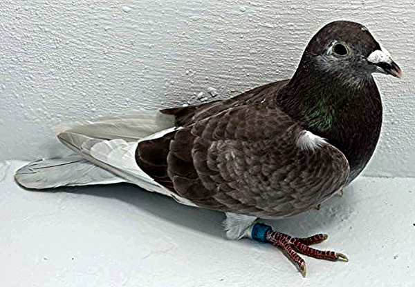 Band: AU 41462 AA 2025