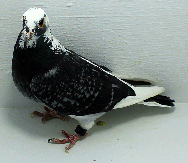 Band: AU 41463 AA 2025