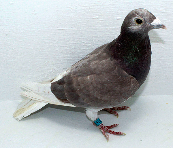 Band: AU 41472 AA 2025